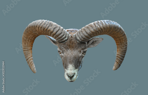 Head of a mountain goat.