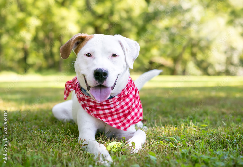 A white Retriever mixed breed dog with brown markings wearing a red and white checkered bandana and relaxing in the grass