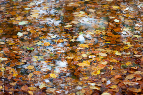 Autumn leaves in water of a pond