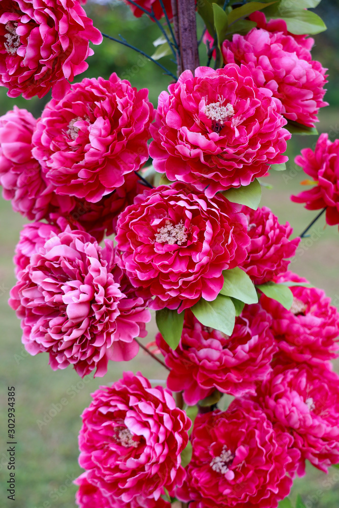 flower pink on nature background flower pink on nature background
