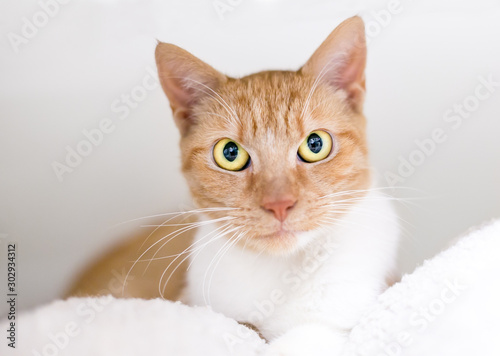 An orange tabby domestic shorthair cat relaxing on a soft blanket