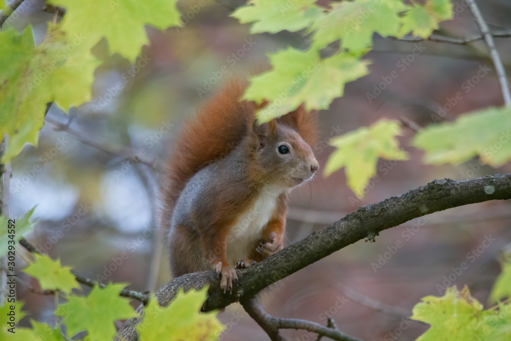 European brown squirrel in winter coat on a branch in the forest European brown squirrel in winter coat on a branch in the forest