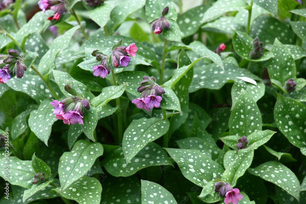 In a garden has expanded and blossoms small flowers pulmonaria saccharata.