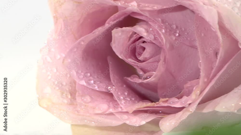 A beautiful red rose falls on the table and splashes water drops. A beautiful red rose falls on the table and splashes water drops.