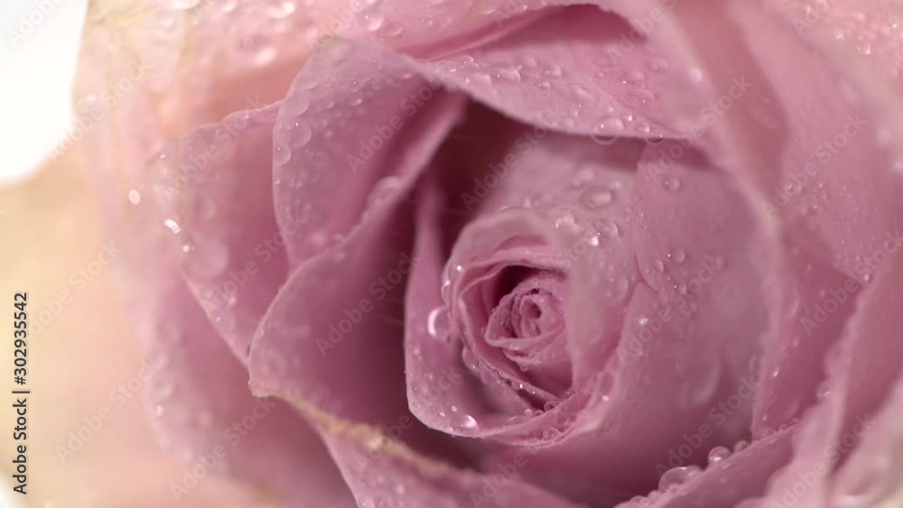 A beautiful rose falls on the table and splashes water drops. A beautiful rose falls on the table and splashes water drops.