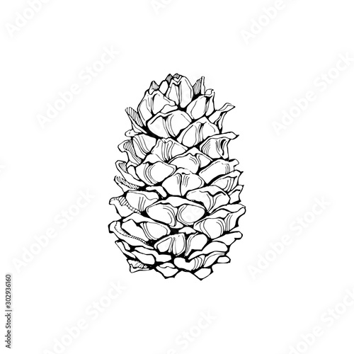 Pine cone with nuts vector illustration. A wild bump on a white background. Ecological food walnut cedar pattern for label decoration