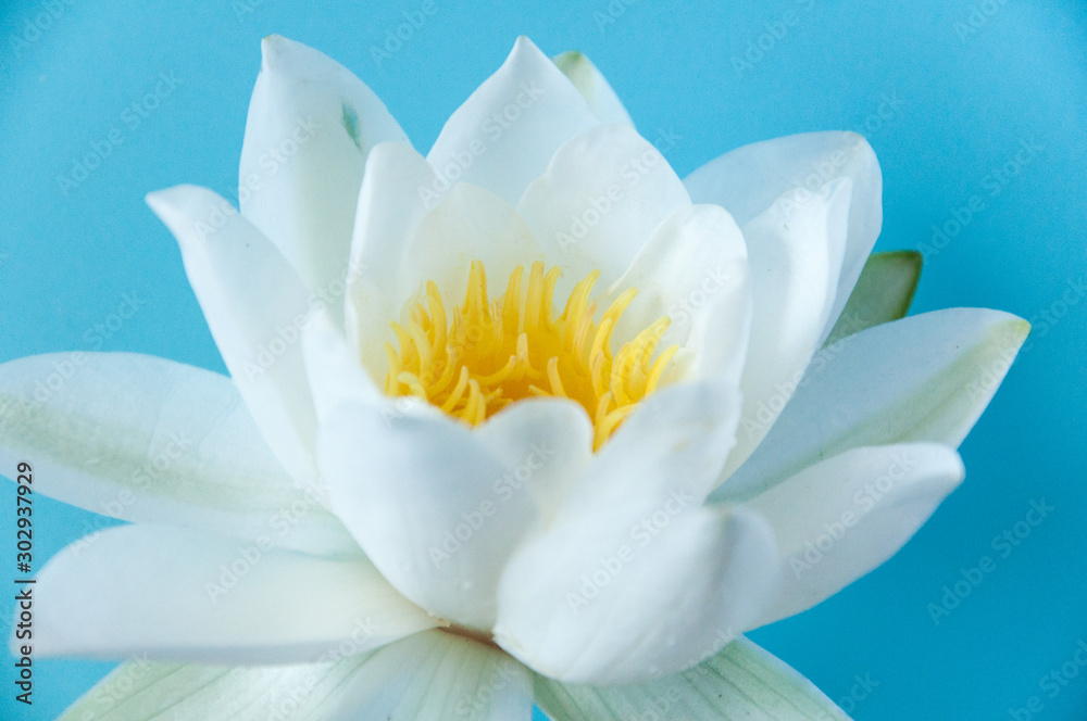 White delicate water lily flower on a blue background. Wild flower for the princess. Beauty and grace. Natural perfection. White delicate water lily flower on a blue background. Wild flower for the princess. Beauty and grace. Natural perfection.