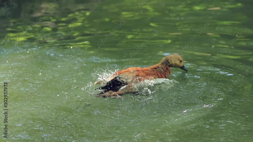 Single orange waterfowl washes his plumage in a water (1080p, 50fps) Single orange waterfowl washes his plumage in a water (1080p, 50fps)