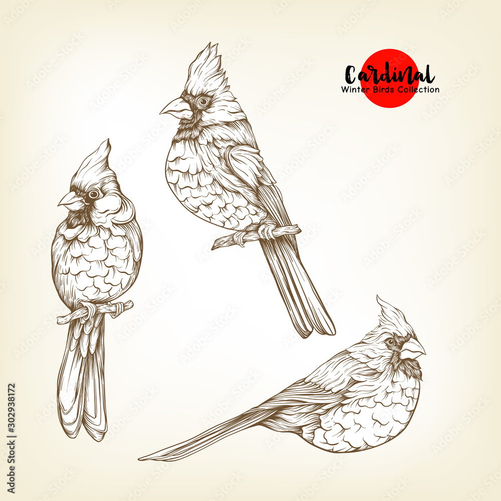 Cardinal birds - a symbol of Christmas. Set of elements for design ...