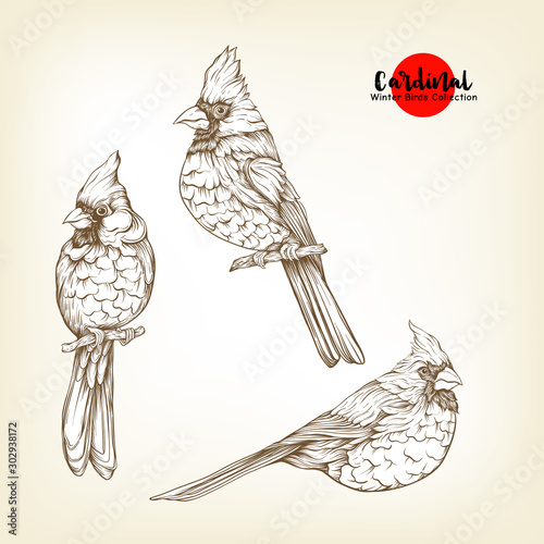 Cardinal birds - a symbol of Christmas. Set of elements for design Isolated on white background..Realistic sketch drawing. Graphic drawing, engraving style. Vector illustration..