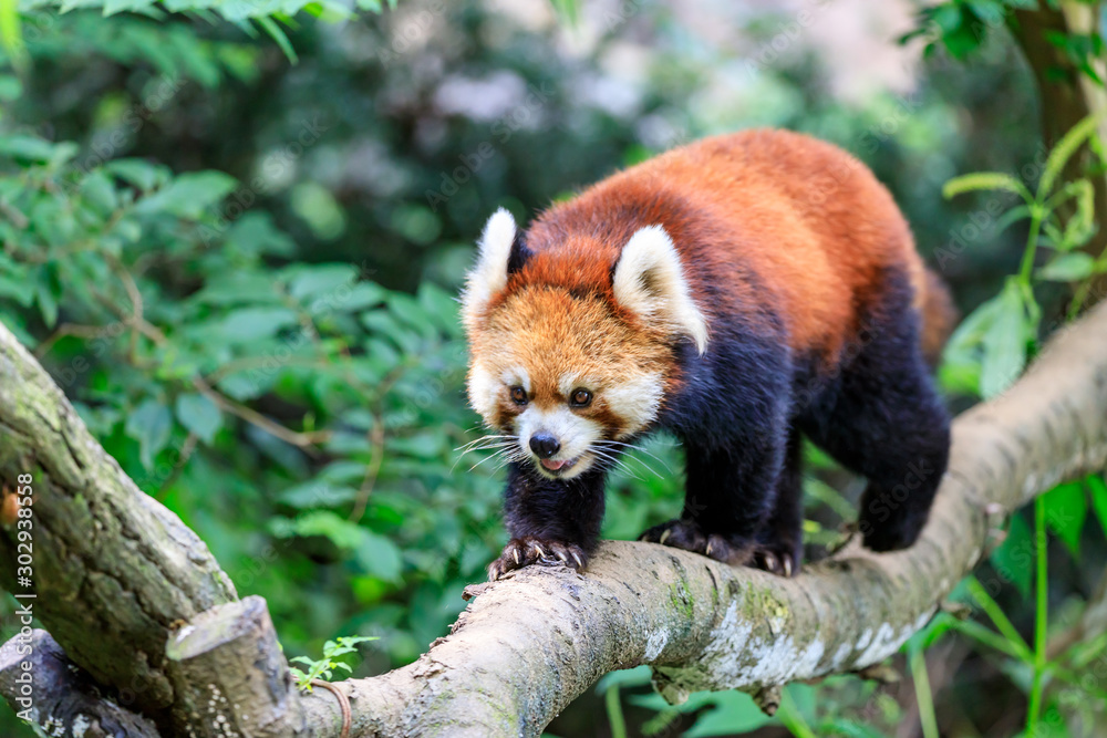 Fototapeta premium レッサーパンダ