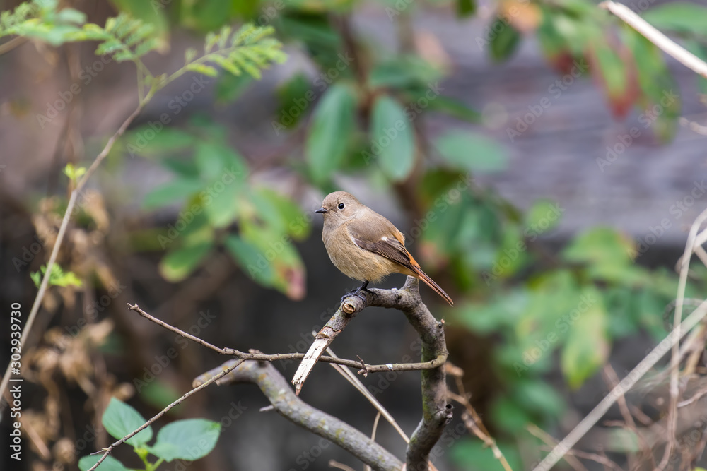 Obraz premium Daurian Redstart (Formal Name: Phoenicurus auroreus), Female