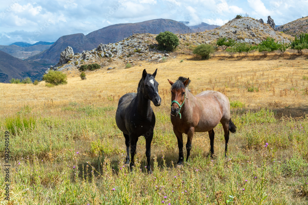 Horses on meadows in Sierra Nevada mountrains, Andalusia, Spain