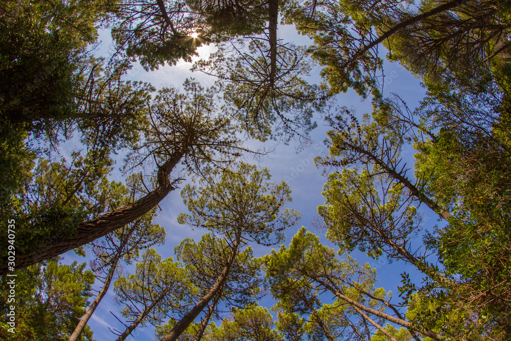 Fototapeta premium Arbres