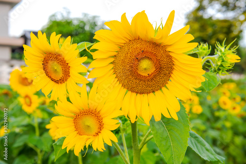 The Sunflower blossom in the morning, in the fresh air, feel the freshness.