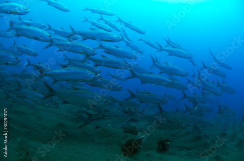 banc de poisson caraibes Guadeloupe photo