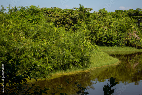 Photography Beautiful view of a wetland in a park, Chennai, India