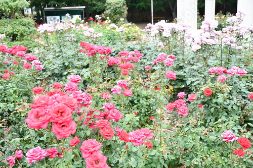 Wallpaper Mural rose Torontodigital.ca