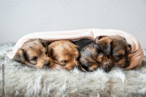 Obraz na plátně Sleepy puppies