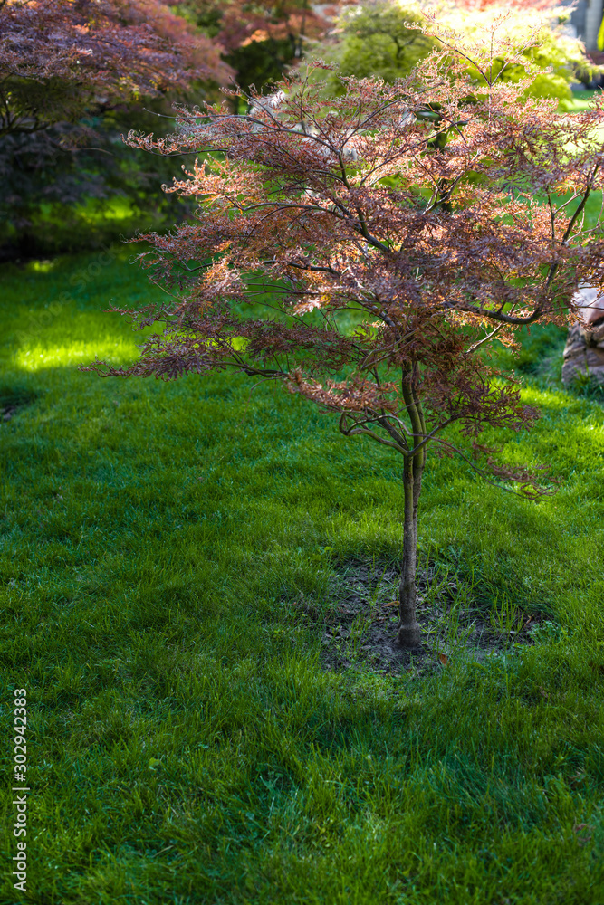 Autumnal trees with sunlight on green grass of lawn