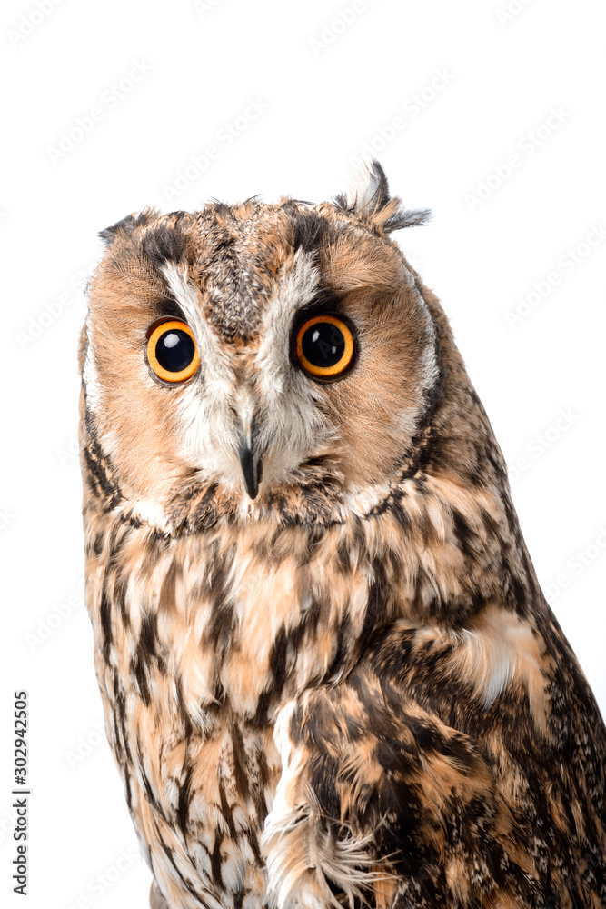Fototapeta premium Cute wild owl isolated on white