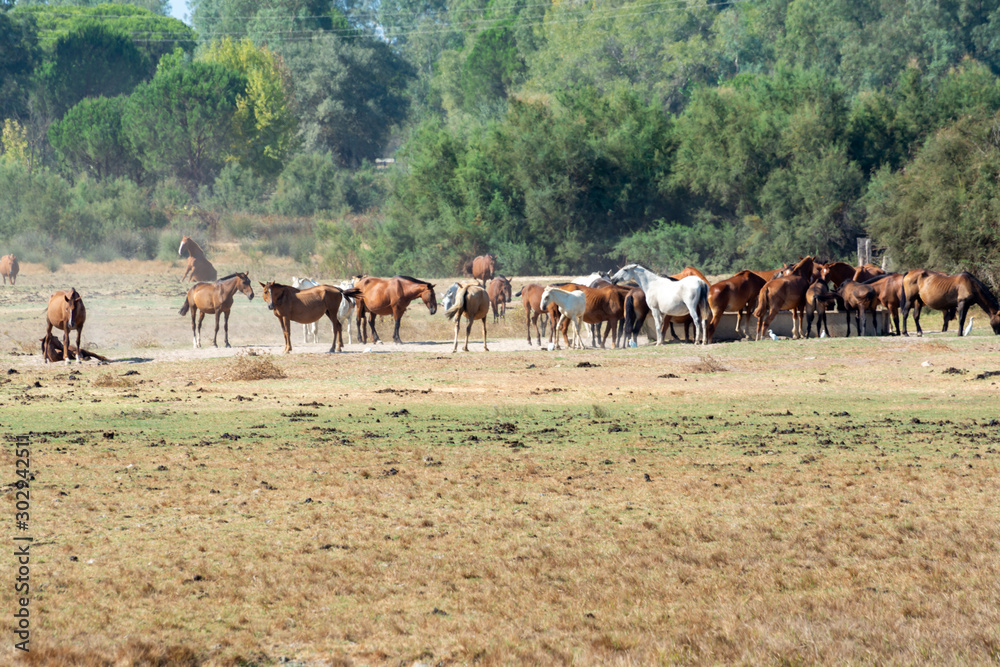 Herd of horses on farm in El Rocio, Andalusia, Spain
