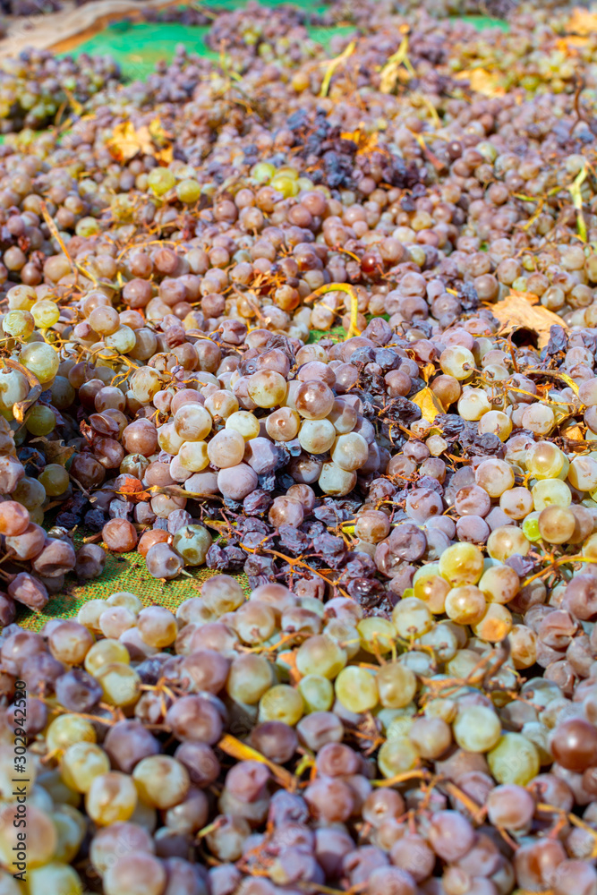 Drying of sweet wine pedro ximenez grapes under hot sun in Montilla-Moriles wine region, Andalusia, Spain Drying of sweet wine pedro ximenez grapes under hot sun in Montilla-Moriles wine region, Andalusia, Spain