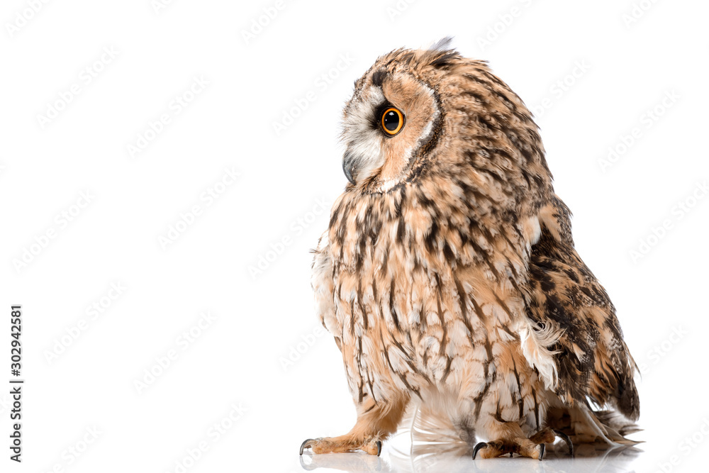 cute fluffy wild owl isolated on white with copy space cute fluffy wild owl isolated on white with copy space