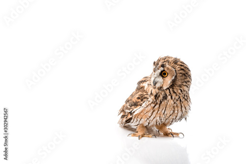 cute fluffy wild owl isolated on white with copy space