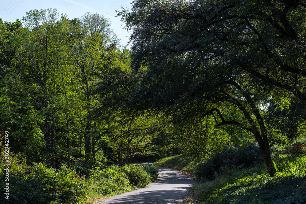 Fototapeta premium Walkway between trees with green foliage in park