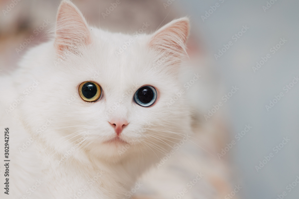 animal with eyes of different colors. Odd-eyed cat with blue and almond eyes. Heterochromia. Turkish Angora cat.