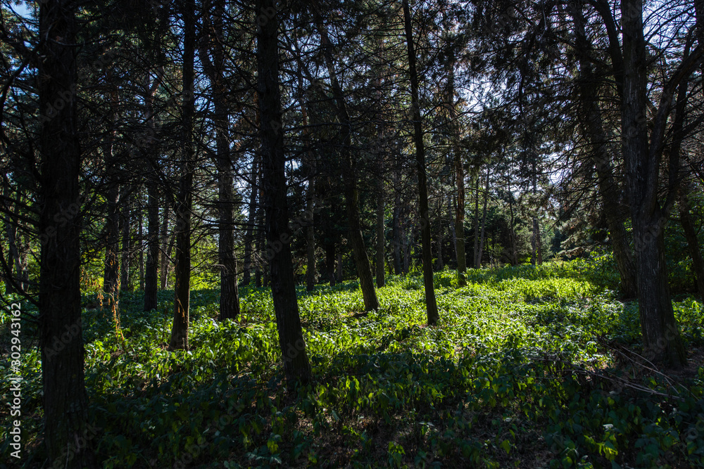 Trees and green grass with sunlight in forest Trees and green grass with sunlight in forest