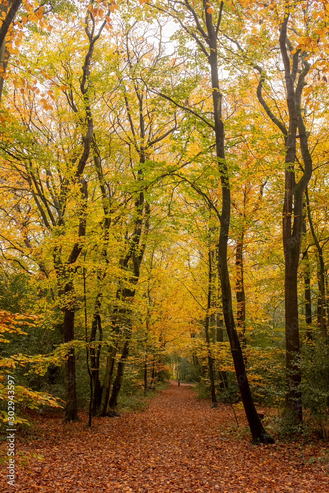 Obraz premium Trees in autumn colors along a line of sight in an estate