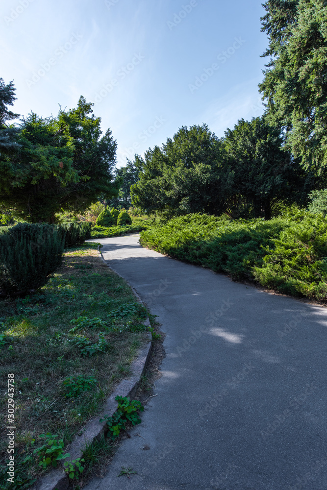 Walkway between green bushes and trees in park