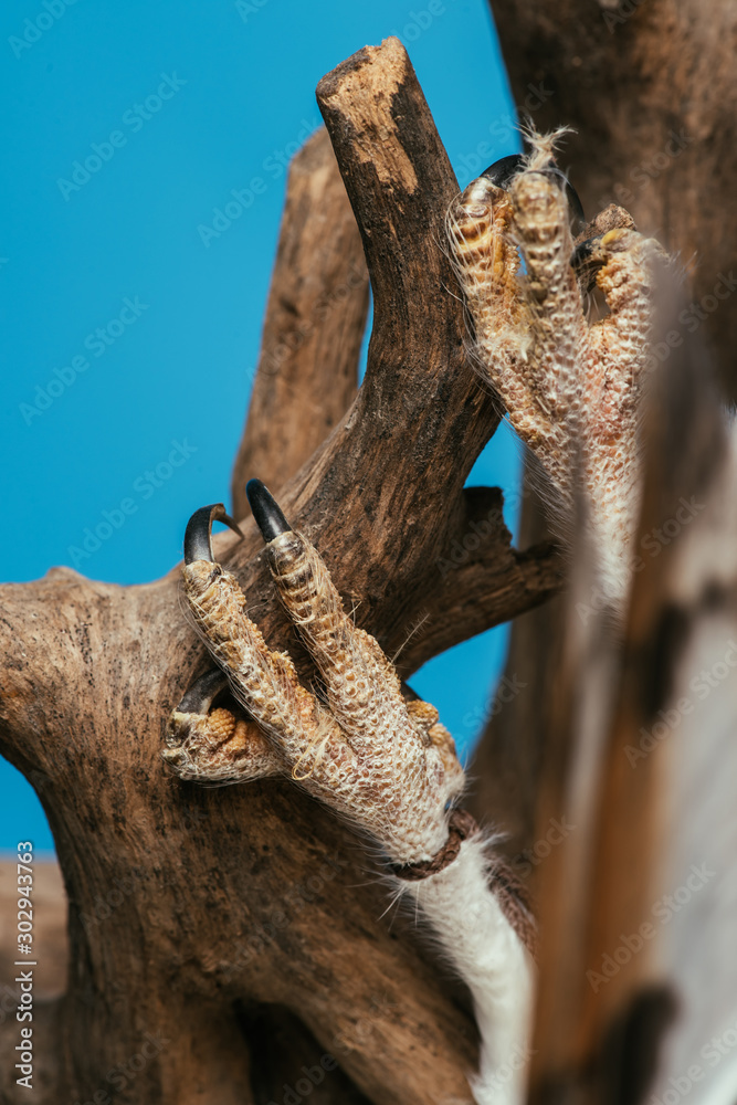 close up view of wild barn owl hanging on wooden branch isolated on blue