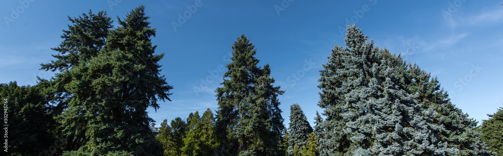 Low angle view of fir trees with blue sky at background, panoramic shot