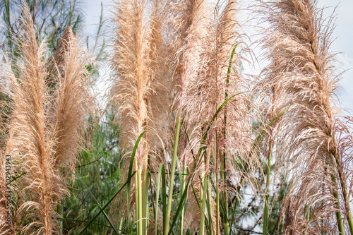 Poaceae grass flower on the lawn  photo