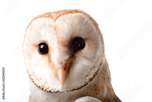 cute wild barn owl muzzle isolated on white