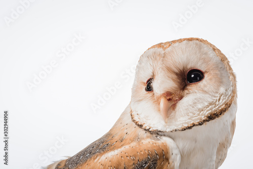 Fototapeta Naklejka Na Ścianę i Meble -  beautiful wild barn owl isolated on white with copy space