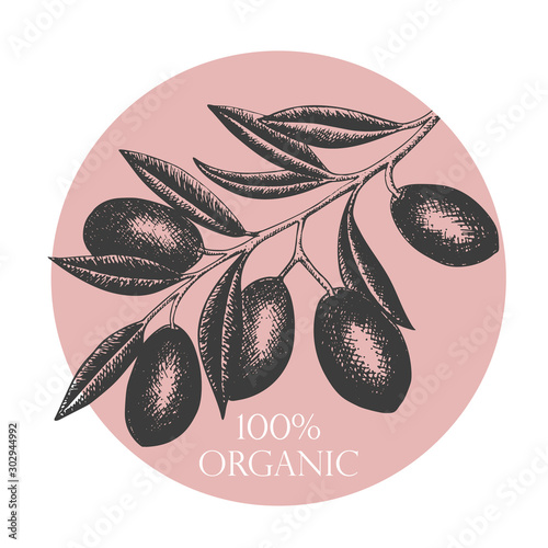 Hand drawn olives arrangement, concept or logo with olive branch and fruits for Italian, Greek cuisine design or extra virgin oil food or cosmetic product packaging wrapper. Vector illustration