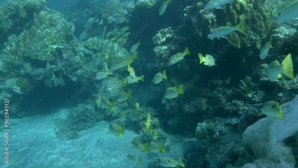 School of yellow tropical fishes swims on coral reef background. Dory snapper or Blackspot snapper (Lutjanus fulviflamma) School of yellow tropical fishes swims on coral reef background. Dory snapper or Blackspot snapper (Lutjanus fulviflamma)