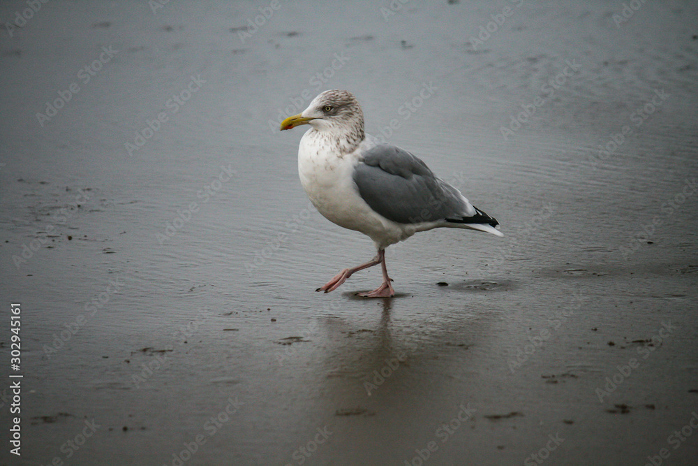 a seagull on the beach of the North Sea a seagull on the beach of the North Sea