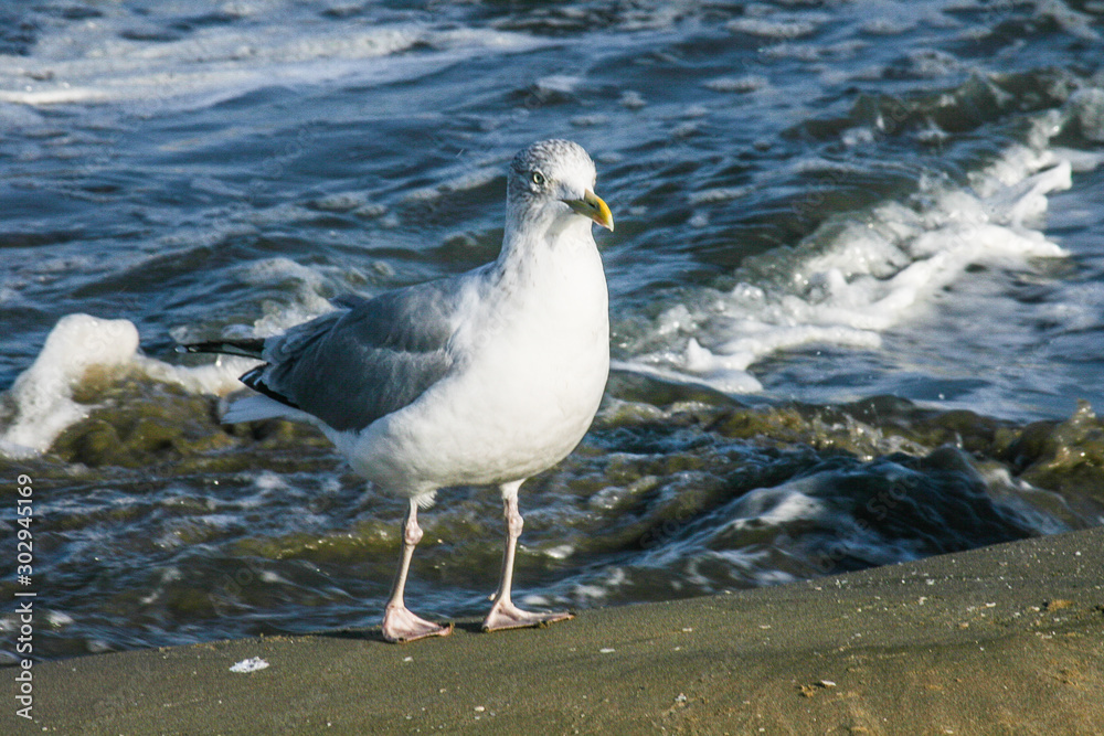 Obraz premium a seagull on the beach of the North Sea