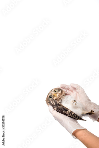 partial view of veterinarian holding wild injured owl isolated on white with copy space