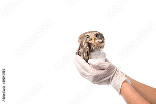 Fototapeta Naklejka Na Ścianę i Meble -  partial view of veterinarian holding wild injured owl isolated on white