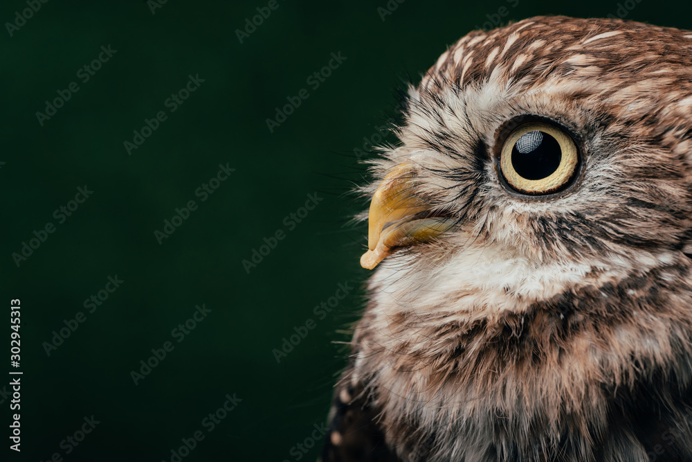 Obraz premium brown cute wild owl isolated on black with copy space