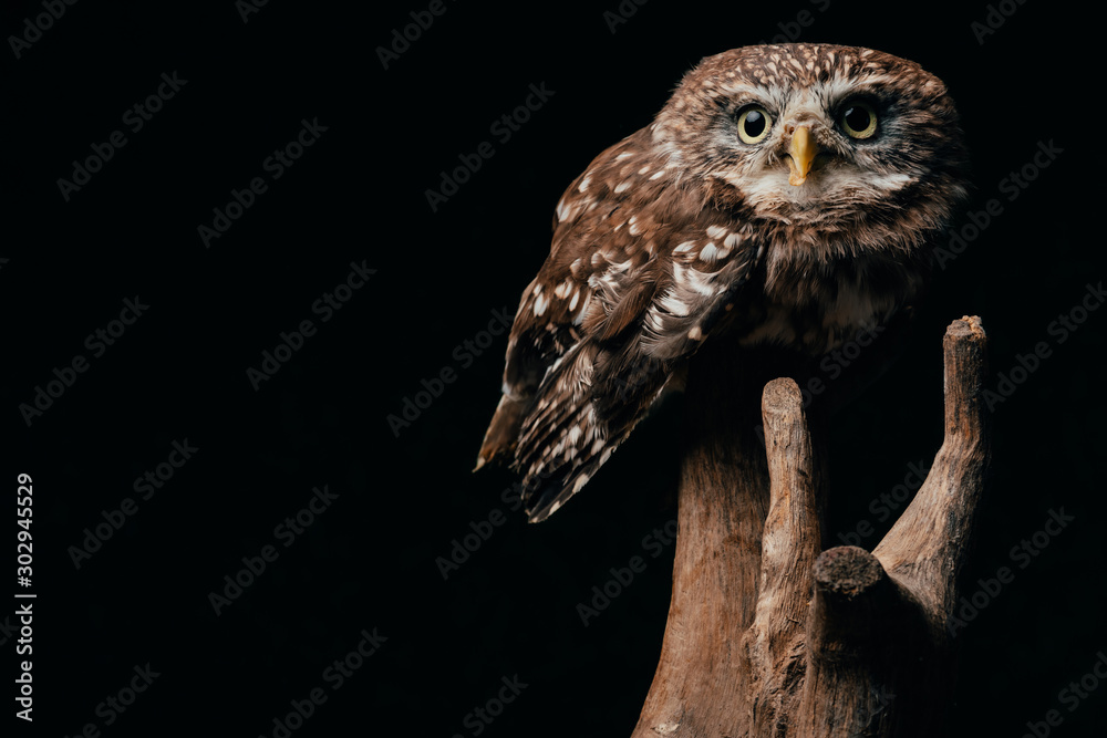Naklejka premium brown cute wild owl on wooden branch isolated on black with copy space