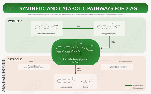Synthetic and Catabolic Pathways for 2-Arachidonoylglycerol (2AG) horizontal textbook infographic illustration about cannabis as herbal alternative medicine and chemical therapy, healthcare vector. photo