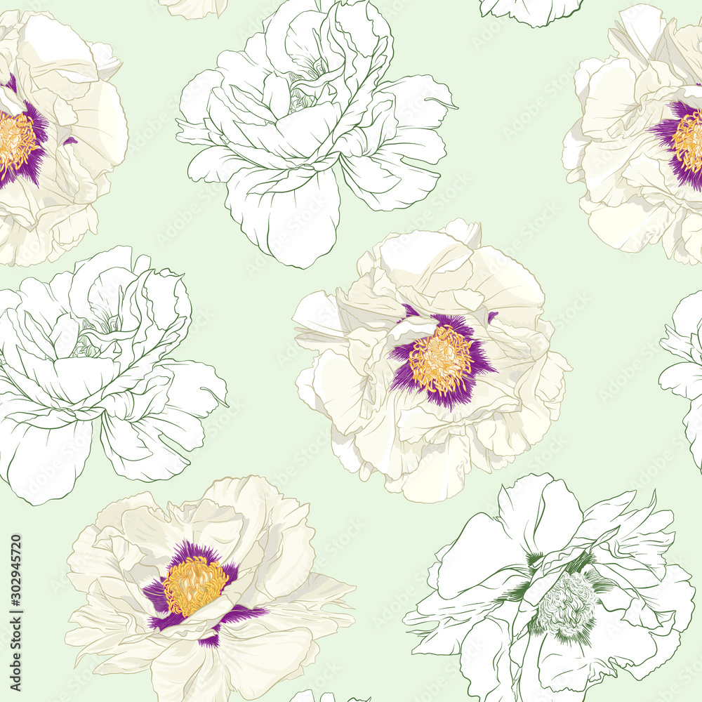 White peony flowers. Seamless pattern, background. Colored and outline design. Vector illustration. In botanical style On tea green background.. White peony flowers. Seamless pattern, background. Colored and outline design. Vector illustration. In botanical style On tea green background..