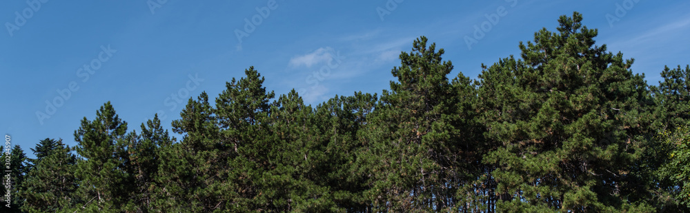 Panoramic shot of fir trees with blue sky at background Panoramic shot of fir trees with blue sky at background